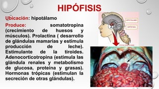 HIPÓFISIS
Ubicación: hipotálamo
Produce: somatotropina
(crecimiento de huesos y
músculos). Prolactina ( desarrollo
de glándulas mamarias y estimula
producción de leche).
Estimulante de la tiroides.
Adenocorticotropina (estimula las
glándula renales y metabolismo
de glucosa, proteína y grasas).
Hormonas trópicas (estimulan la
secreción de otras glándulas).
 