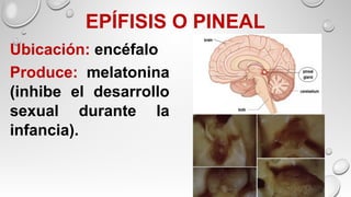 EPÍFISIS O PINEAL
Ubicación: encéfalo
Produce: melatonina
(inhibe el desarrollo
sexual durante la
infancia).
 