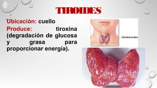 TIROIDES
Ubicación: cuello
Produce: tiroxina
(degradación de glucosa
y grasa para
proporcionar energía).
 