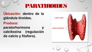 PARATIROIDES
Ubicación: dentro de la
glándula tiroides.
Produce:
paratorhormona y
calcitoxina (regulación
de calcio y fósforo).
 
