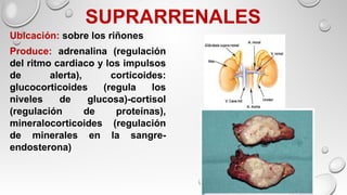 SUPRARRENALES
Ubicación: sobre los riñones
Produce: adrenalina (regulación
del ritmo cardiaco y los impulsos
de alerta), corticoides:
glucocorticoides (regula los
niveles de glucosa)-cortisol
(regulación de proteínas),
mineralocorticoides (regulación
de minerales en la sangre-
endosterona)
 
