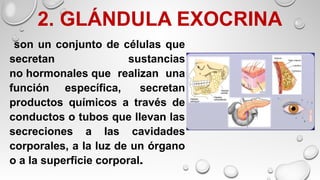 2. GLÁNDULA EXOCRINA
son un conjunto de células que
secretan sustancias
no hormonales que realizan una
función específica, secretan
productos químicos a través de
conductos o tubos que llevan las
secreciones a las cavidades
corporales, a la luz de un órgano
o a la superficie corporal.
 