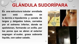 GLÁNDULA SUDORÍPARA
Es una estructura tubular enrollada
que está situada en
la dermis e hipodermis y consta de
largos y delgados tubos, cerrados
por el extremo inferior, donde se
apelotonan, formando un ovillo. por
los poros que se abren al exterior
segregan el sudor, grasa sobrante
líquida, con sabor salado.
 