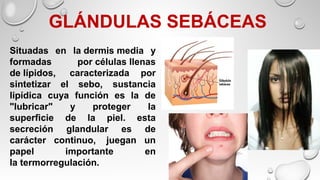  GLÁNDULAS SEBÁCEAS
Situadas en la dermis media y
formadas por células llenas
de lípidos, caracterizada por
sintetizar el sebo, sustancia
lipídica cuya función es la de
"lubricar" y proteger la
superficie de la piel. esta
secreción glandular es de
carácter continuo, juegan un
papel importante en
la termorregulación.
 