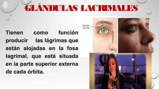GLÁNDULAS LACRIMALES
Tienen como función
producir las lágrimas que
están alojadas en la fosa
lagrimal, que está situada
en la parte superior externa
de cada órbita.
 