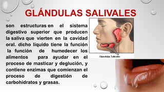 GLÁNDULAS SALIVALES 
son estructuras en el sistema
digestivo superior que producen
la saliva que vierten en la cavidad
oral. dicho líquido tiene la función
la función de humedecer los
alimentos para ayudar en el
proceso de masticar y deglución, y
contiene enzimas que comienzan el
proceso de digestión de
carbohidratos y grasas.
 