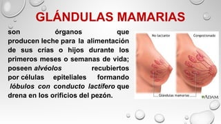 GLÁNDULAS MAMARIAS
son órganos que
producen leche para la alimentación
de sus crías o hijos durante los
primeros meses o semanas de vida;
poseen alvéolos recubiertos
por células epiteliales formando
lóbulos con conducto lactífero que
drena en los orificios del pezón.
 