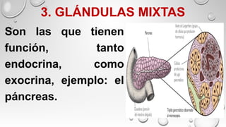 3. GLÁNDULAS MIXTAS
Son las que tienen
función, tanto
endocrina, como
exocrina, ejemplo: el
páncreas.
 
