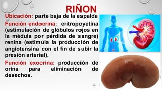 RIÑON
Ubicación: parte baja de la espalda
Función endocrina: eritropoyetina
(estimulación de glóbulos rojos en
la médula por pérdida de sangre)
renina (estimula la producción de
angiotensina con el fin de subir la
presión arterial).
Función exocrina: producción de
orina para eliminación de
desechos.
 
