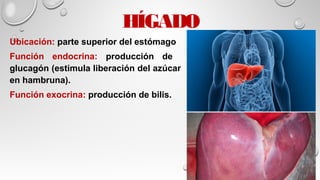HÍGADO
Ubicación: parte superior del estómago
Función endocrina: producción de
glucagón (estimula liberación del azúcar
en hambruna).
Función exocrina: producción de bilis.
 