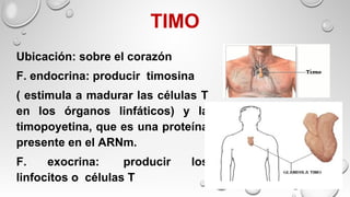 TIMO
Ubicación: sobre el corazón
F. endocrina: producir timosina
( estimula a madurar las células T
en los órganos linfáticos) y la
timopoyetina, que es una proteína
presente en el ARNm.
F. exocrina: producir los
linfocitos o células T
 