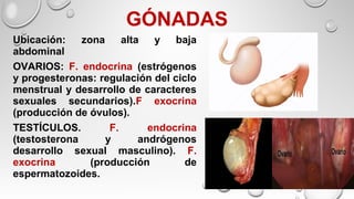 GÓNADAS
Ubicación: zona alta y baja
abdominal
OVARIOS: F. endocrina (estrógenos
y progesteronas: regulación del ciclo
menstrual y desarrollo de caracteres
sexuales secundarios).F exocrina
(producción de óvulos).
TESTÍCULOS. F. endocrina
(testosterona y andrógenos
desarrollo sexual masculino). F.
exocrina (producción de
espermatozoides.
 