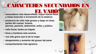 CARACTERES SECUNDAROS EN
EL VARÓN• musculatura más desarrollada, mayor fuerza física
y masa muscular e incremento de la estatura.
• presencia de vello más grueso y largo en otras
partes del cuerpo: brazos,
piernas, pectoral, abdominal, axilar, y púbico.
• vello facial, barba y/o bigote.
• tórax y hombros más anchos.
• voz más grave que la de la mujer.
• alargamiento y aumento del grosor del pene.
• comportamiento más agresivo.
 