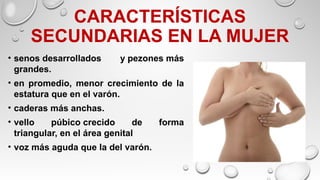 CARACTERÍSTICAS
SECUNDARIAS EN LA MUJER
• senos desarrollados y pezones más
grandes.
• en promedio, menor crecimiento de la
estatura que en el varón.
• caderas más anchas.
• vello púbico crecido de forma
triangular, en el área genital
• voz más aguda que la del varón.
 