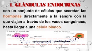 1. GLÁNDULAS ENDOCRINAS
son un conjunto de células que secretan las
hormonas directamente a la sangre con la
que viajan a través de los vasos sanguíneos,
hasta llegar a una célula blanco.
 