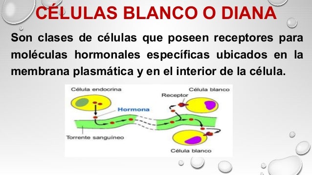 Que Son Las Celulas Diana O Blanco