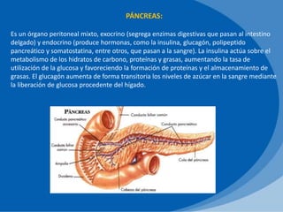 PÁNCREAS:
Es un órgano peritoneal mixto, exocrino (segrega enzimas digestivas que pasan al intestino
delgado) y endocrino (produce hormonas, como la insulina, glucagón, polipeptido
pancreático y somatostatina, entre otros, que pasan a la sangre). La insulina actúa sobre el
metabolismo de los hidratos de carbono, proteínas y grasas, aumentando la tasa de
utilización de la glucosa y favoreciendo la formación de proteínas y el almacenamiento de
grasas. El glucagón aumenta de forma transitoria los niveles de azúcar en la sangre mediante
la liberación de glucosa procedente del hígado.
 