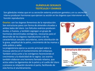 GLÁNDULAS SEXUALES
TESTÍCULOS Y OVARIOS
Son glándulas mixtas que en su secreción externa producen gametos y en su secreción
interna producen hormonas que ejercen su acción en los órganos que intervienen en la
función reproductora
Ovarios: son los órganos femeninos de la reproducción.
Son estructuras pares con forma de almendra situadas a
ambos lados del útero. Los folículos ováricos producen
óvulos, o huevos, y también segregan un grupo de
hormonas denominadas estrógenos, necesarias para el
desarrollo de los órganos reproductores y de las
características sexuales secundarias, como distribución de
la grasa, amplitud de la pelvis, crecimiento de las mamas y
vello púbico y axilar.
La progesterona ejerce su acción principal sobre la
mucosa uterina en el mantenimiento del embarazo.
También actúa junto a los estrógenos favoreciendo el
crecimiento y la elasticidad de la vagina. Los ovarios
también elaboran una hormona llamada relaxina, que
actúa sobre los ligamentos de la pelvis y el cuello del útero
y provoca su relajación durante el parto, facilitando de
esta forma el alumbramiento.
 