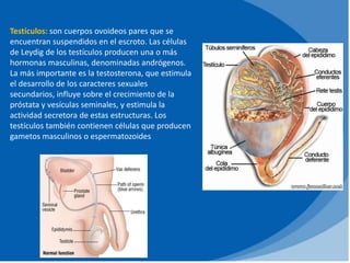 Testículos: son cuerpos ovoideos pares que se
encuentran suspendidos en el escroto. Las células
de Leydig de los testículos producen una o más
hormonas masculinas, denominadas andrógenos.
La más importante es la testosterona, que estimula
el desarrollo de los caracteres sexuales
secundarios, influye sobre el crecimiento de la
próstata y vesículas seminales, y estimula la
actividad secretora de estas estructuras. Los
testículos también contienen células que producen
gametos masculinos o espermatozoides
 