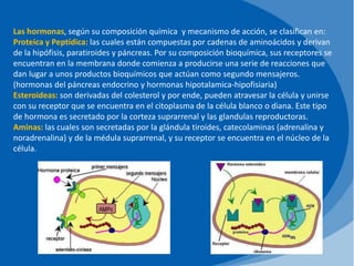 Las hormonas, según su composición química y mecanismo de acción, se clasifican en:
Proteica y Peptídica: las cuales están compuestas por cadenas de aminoácidos y derivan
de la hipófisis, paratiroides y páncreas. Por su composición bioquímica, sus receptores se
encuentran en la membrana donde comienza a producirse una serie de reacciones que
dan lugar a unos productos bioquímicos que actúan como segundo mensajeros.
(hormonas del páncreas endocrino y hormonas hipotalamica-hipofisiaria)
Esteroideas: son derivadas del colesterol y por ende, pueden atravesar la célula y unirse
con su receptor que se encuentra en el citoplasma de la célula blanco o diana. Este tipo
de hormona es secretado por la corteza suprarrenal y las glandulas reproductoras.
Aminas: las cuales son secretadas por la glándula tiroides, catecolaminas (adrenalina y
noradrenalina) y de la médula suprarrenal, y su receptor se encuentra en el núcleo de la
célula.
 