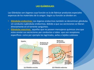 LAS GLÁNDULAS:
Las Glándulas son órganos cuya función es la de fabricar productos especiales
expensas de los materiales de la sangre. Según su función se dividen en:
• Glándulas endocrinas: Los órganos endocrinos también se denominan glándulas
sin conducto o glándulas endocrinas, debido a que sus secreciones se liberan
directamente en el torrente sanguíneo.
• Glándulas exocrinas: aquellas que no poseen mensajeros químicos sino que
estos envían sus secreciones por conductos o tubos -que son receptores
específicos- como por ejemplo los lagrimales, axilas o tejidos cutáneos
 