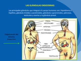 LAS GLÁNDULAS ENDOCRINAS:
Las principales glándulas que integran el cuerpo humanos son: hipotálamo e
hipófisis, glándula tiroidea y paratiroidea, glándulas suprarrenales, páncreas,
testículos y ovarios y la glándula pineal.
Organización del
Sistema
Endocrino
 