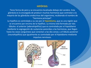HIPÓFISIS:
Tiene forma de pera y se encuentra localizada debajo del cerebro. Esta
glándula es la encargada de producir muchas hormonas que controlan a la
mayoría de las glándulas endocrinas del organismo, recibiendo el nombre de
"hormona principal".
La hipófisis es controlada a su vez por el hipotálamo, que es una región que
se encuentra por encima de la hipófisis. La misma está formada por dos
lóbulos: el anterior (adenohipófisis) que es controlada por el hipotálamo
mediante la segregación de sustancias parecidas a las hormonas, que llegan
hasta los vasos sanguíneos que conectan a las dos zonas; y el lóbulo posterior
(neurohipófisis) que igualmente es controlado por el hipotálamo mediante
impulsos nerviosos.
 