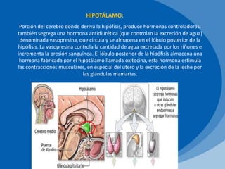 HIPOTÁLAMO:
Porción del cerebro donde deriva la hipófisis, produce hormonas controladoras,
también segrega una hormona antidiurética (que controlan la excreción de agua)
denominada vasopresina, que circula y se almacena en el lóbulo posterior de la
hipófisis. La vasopresina controla la cantidad de agua excretada por los riñones e
incrementa la presión sanguínea. El lóbulo posterior de la hipófisis almacena una
hormona fabricada por el hipotálamo llamada oxitocina, esta hormona estimula
las contracciones musculares, en especial del útero y la excreción de la leche por
las glándulas mamarias.
 