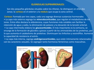 GLÁNDULAS SUPRARRENALES:
Son dos pequeñas glándulas situadas sobre los riñones. Se distinguen en ellas dos
zonas: la corteza en el exterior y la médula que ocupa la zona central.
Corteza: Formada por tres capas, cada una segrega diversas sustancias hormonales
• La capa más externa segrega los mineralocorticoides, que regulan el metabolismo de los
iones. Entre ellos destaca la aldosterona, cuyas funciones más notables son facilitar la
retención de agua y sodio, la eliminación de potasio y la elevación de la tensión arterial.
• La capa intermedia elabora los glucocorticoides. El más importante es la cortisona, se
encarga de la formación de glúcidos y grasas a partir de los aminoácidos de las proteínas, por
lo que aumenta el catabolismo de proteínas. Disminuyen los linfocitos y eosinófilos. Aumenta
la capacidad de resistencia al estrés.
• La capa más interna, segrega andrógenocorticoides, que están íntimamente relacionados
con los caracteres sexuales. Se segregan tanto hormonas femeninas como masculinas.
 