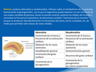 Medula: produce adrenalina y noradrenalina. Influyen sobre el metabolismo de los glúcidos,
favoreciendo la glucogenolisis, con lo que el organismo puede disponer en ese momento de
una mayor cantidad de glucosa; elevan la presión arterial, aceleran los latidos del corazón y
aumentan la frecuencia respiratoria. Se denominan también "hormonas de la emoción"
porque se producen abundantemente en situaciones de estrés, terror, ansiedad, etc, de
modo que permiten salir airosos de estos estados.
Adrenalina Noradrenalina
Incremento de la fuerza y
frecuencia de la contracción
cardíaca
Incremento de la fuerza y
frecuencia de la contracción
cardíaca
Dilatación de los vasos
coronarios
Dilatación de los vasos
coronarios
Vasodilatación general Vasoconstricción general
Incremento del gasto
cardíaco
Descenso del gasto cardíaco
Incremento de la
glucogenolisis
Incremento de la
glucogenolisis
(en menor proporción)
 