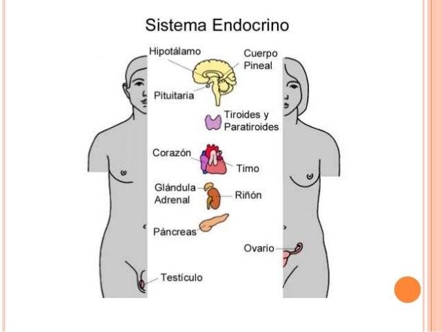 Sistema endocrino Sistema endocrino