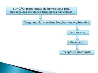 FUNÇÃO: manutenção da homeostase pela
mudança das atividades fisiológicas das células.
Dirige, regula, coordena funções dos órgãos-alvo
tecidos-alvo
células-alvo
receptores hormonais
 