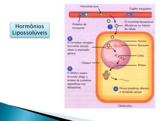 Hormônios
Lipossolúveis
 