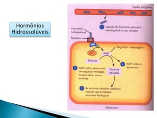 Hormônios
Hidrossolúveis
 