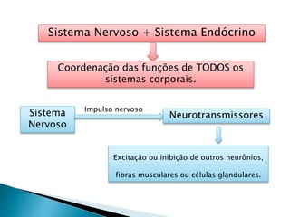 Sistema Nervoso + Sistema Endócrino
Coordenação das funções de TODOS os
sistemas corporais.
Sistema
Nervoso
Neurotransmissores
Impulso nervoso
Excitação ou inibição de outros neurônios,
fibras musculares ou células glandulares.
 