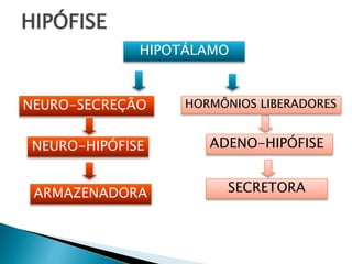 HIPÓFISE
HIPOTÁLAMO
NEURO-SECREÇÃO
NEURO-HIPÓFISE
ARMAZENADORA
HORMÔNIOS LIBERADORES
ADENO-HIPÓFISE
SECRETORA
 