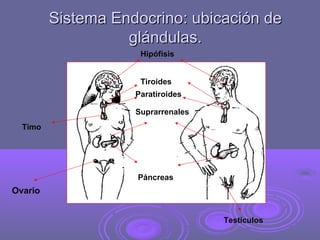 Sistema Endocrino: ubicación deSistema Endocrino: ubicación de
glándulas.glándulas.
Ovario
Suprarrenales
Testículos
Páncreas
Hipófisis
Tiroides
Paratiroides
Timo
 