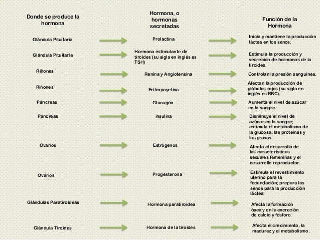 Sistema endocrino anatom a partes y funciones