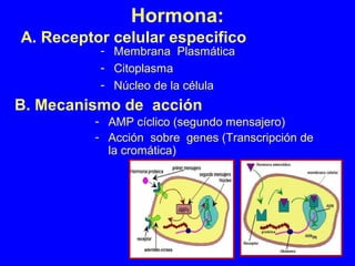 Hormona:
- Membrana Plasmática
- Citoplasma
- Núcleo de la célula
B. Mecanismo de acción
A. Receptor celular especifico
- AMP cíclico (segundo mensajero)
- Acción sobre genes (Transcripción de
la cromática)
 