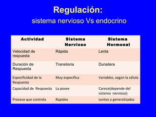 Regulación:
sistema nervioso Vs endocrino
Actividad Sistema
Nervioso
Sistema
Hormonal
Velocidad de
respuesta
Rápida Lenta
Duración de
Respuesta
Transitoria Duradera
Especificidad de la
Respuesta
Muy especifica Variables, según la célula
Capacidad de Respuesta La posee Carece(depende del
sistema nervioso)
Proceso que controla Rapidos Lentos y generalizados
 