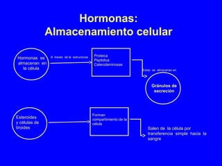 Hormonas:
Almacenamiento celular
Hormonas se
almacenan en
la célula
A través de la estructuras Proteica
Peptidica
Catecolaminosas
Estas se almacenan en
Gránulos de
secreción
Forman
compartimiento de la
célula
Salen de la célula por
transferencia simple hacia la
sangre
Esteroides
y células de
tiroides
 