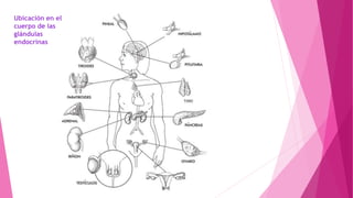 Ubicación en el
cuerpo de las
glándulas
endocrinas
 