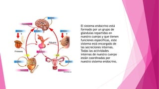 El sistema endocrino está
formado por un grupo de
glándulas repartidas en
nuestro cuerpo y que tienen
funciones específicas, este
sistema está encargado de
las secreciones internas.
Todas las actividades
internas de nuestro cuerpo
están coordinadas por
nuestro sistema endocrino.
 