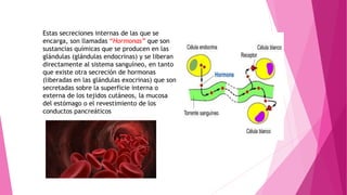 Estas secreciones internas de las que se
encarga, son llamadas “Hormonas” que son
sustancias químicas que se producen en las
glándulas (glándulas endocrinas) y se liberan
directamente al sistema sanguíneo, en tanto
que existe otra secreción de hormonas
(liberadas en las glándulas exocrinas) que son
secretadas sobre la superficie interna o
externa de los tejidos cutáneos, la mucosa
del estómago o el revestimiento de los
conductos pancreáticos
 