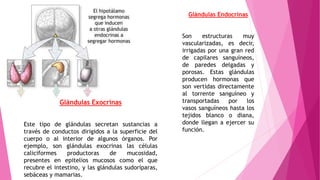 Glándulas Endocrinas
Son estructuras muy
vascularizadas, es decir,
irrigadas por una gran red
de capilares sanguíneos,
de paredes delgadas y
porosas. Estas glándulas
producen hormonas que
son vertidas directamente
al torrente sanguíneo y
transportadas por los
vasos sanguíneos hasta los
tejidos blanco o diana,
donde llegan a ejercer su
función.
Glándulas Exocrinas
Este tipo de glándulas secretan sustancias a
través de conductos dirigidos a la superficie del
cuerpo o al interior de algunos órganos. Por
ejemplo, son glándulas exocrinas las células
caliciformes productoras de mucosidad,
presentes en epitelios mucosos como el que
recubre el intestino, y las glándulas sudoríparas,
sebáceas y mamarias.
 