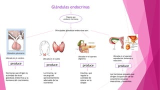 Glándulas endocrinas
Órganos que
producen hormonas
Principales glándulas endocrinas son:
Hormonas que dirigen la
actividad de otras
glándulas endocrinas y la
hormona del crecimiento
produce
Ubicada en el cerebro Ubicada en el cuello
produce
La tiroxina, se
encarga del
aprovechamiento
adecuado de los
nutrientes
Ubicada en el aparato
digestivo
Ubicada en el aparato
reproductor femenino y
masculino
produceproduce
Insulina, que
regula la
cantidad de
azúcar en la
sangre
Las hormonas sexuales que
dirigen la aparición de los
caracteres sexuales
masculinos y femeninos
 
