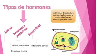 En términos de estructura
química, las hormonas se
pueden clasificar en
cuatro tipos principales:
Drenalina y tiroxina
Insulina, vasopresina Testosterona, Cortisol
 
