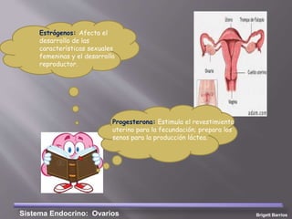 Brigett BarriosSistema Endocrino: Ovarios
Estrógenos: Afecta el
desarrollo de las
características sexuales
femeninas y el desarrollo
reproductor.
Progesterona: Estimula el revestimiento
uterino para la fecundación; prepara los
senos para la producción láctea.
 