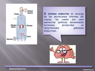 El sistema endocrino se encarga
de las secreciones internas del
cuerpo, las cuales son unas
sustancias químicas denominadas
hormonas, producidas en
determinadas glándulas
endocrinas…
Sistema Endocrino Brigett Barrios
 