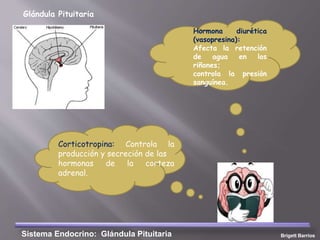 Glándula Pituitaria
Hormona diurética
(vasopresina):
Afecta la retención
de agua en los
riñones;
controla la presión
sanguínea.
Corticotropina: Controla la
producción y secreción de las
hormonas de la corteza
adrenal.
Sistema Endocrino: Glándula Pituitaria Brigett Barrios
 
